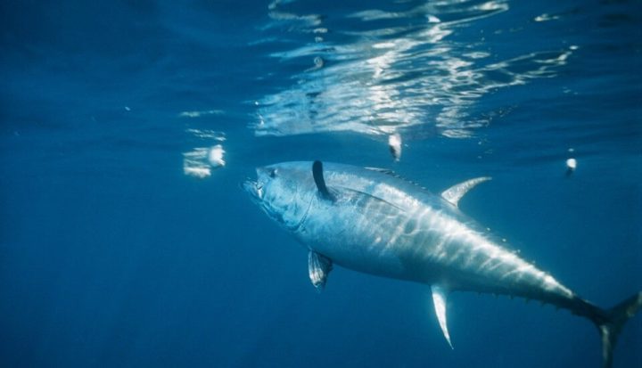 Big Game Fishing In Croatia On The Boat Super Cat