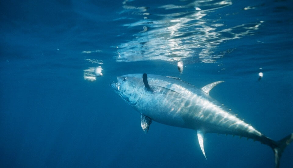 Big Game Fishing In Croatia On The Boat Super Cat