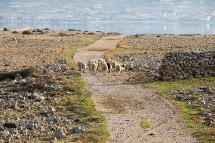flock of sheep island pag croatia