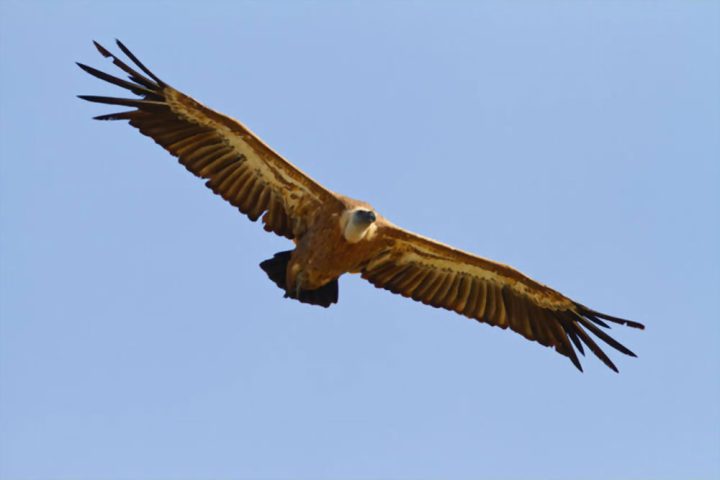 griffon vulture cres island