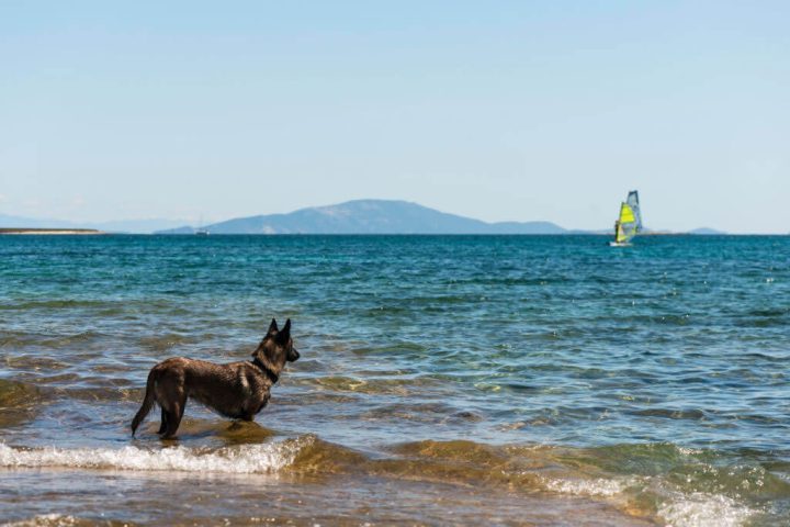 medulin dog on the beach