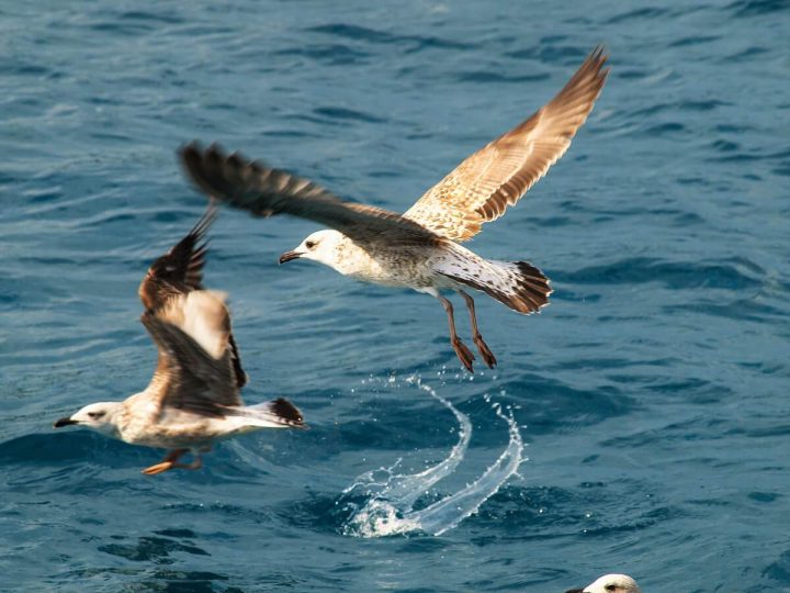 Southern Explorer Cruise Dalmatia