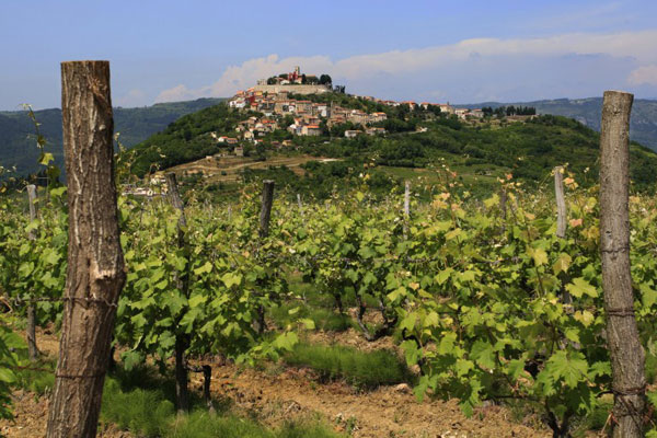 Wine Roads Of Istria